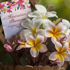 Hawaiian Plumeria Scented Sachet Abstract Image